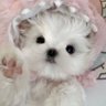 ひより's profile picture