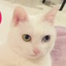 ななめ's profile picture