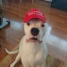 Misjuevos's profile picture