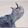 KclaB's profile picture
