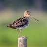 Profilbild von AncientSnipe184