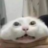 LATUSZN 的头像
