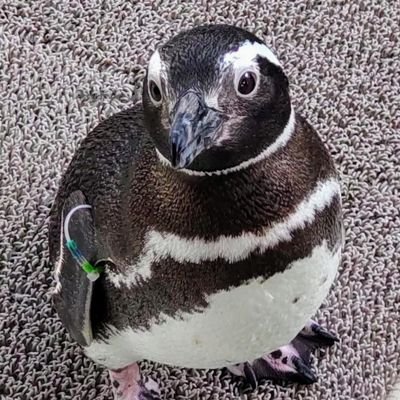 Kotton_Momen's profile picture
