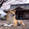 玉響's profile picture