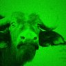Buffalo Gumzzzz's profile picture