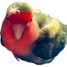 Фото профиля happy