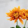 🍊なぎ🍊 profil fotoğrafı
