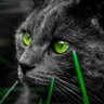 BlueCarbon's profile picture