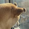🫧🦋IvoRis🤍🐱 profil fotoğrafı