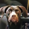 Bad dog 💩's profile picture