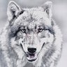 Profilbild von ウルフ