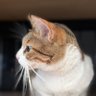 YCL-freenbecky's profile picture