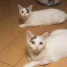 chung sin profil fotoğrafı