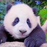 Profilbild von Mao qiu0218