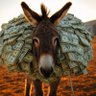Tax Donkey 的头像