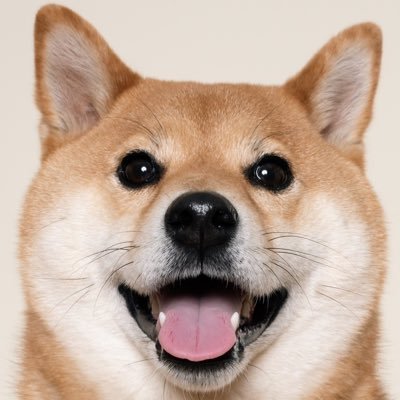 柴犬おだし's profile picture