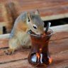 quokka🇹🇷🇹🇷🐿🇹🇷🇹🇷 的头像