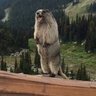 Profilbild von TemporaryMarmot