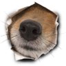 Фото профиля dog nose
