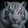 Bengal Soldier profil fotoğrafı