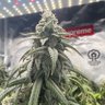 Mo 的头像