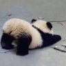 Profilbild von 郑州77の小狗