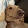 Orene's profile picture