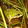 Biodiversidad de Guanajuato 🐸's profile picture