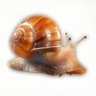 Snail Raves 的头像