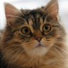 Фото профиля PurrfectDaily