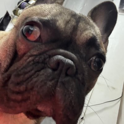 FrenchyBam's profile picture