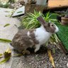 🥦🐶พาแรว🐰🫶's profile picture