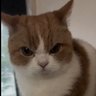 perpsnotfun's profile picture