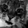 LeRoy 的头像