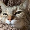 ねこ日和(小梅ちゃん)🐱 profil fotoğrafı
