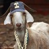 Ojaygangster1 的头像