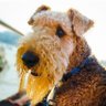 SHAKTALE ( .....the return 🐕)'s profile picture