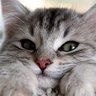 Mmuay_nk's profile picture