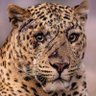 Profilbild von The Immortal Jaguar Of All Finance