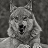 Profilbild von abokhalid 89