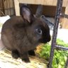 チョコレート 的头像