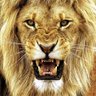 The lion 的头像