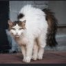 Profilbild von Scaredycat1982