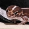 ちゃたろう's profile picture