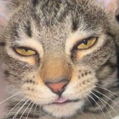 NIGGAR0BUX's profile picture