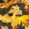 Leaves 的头像
