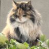 起来重睡's profile picture