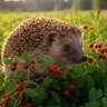 Longan Hedgehog profil fotoğrafı