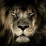 Yellow Lion profil fotoğrafı