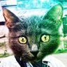 krldpwnz's profile picture